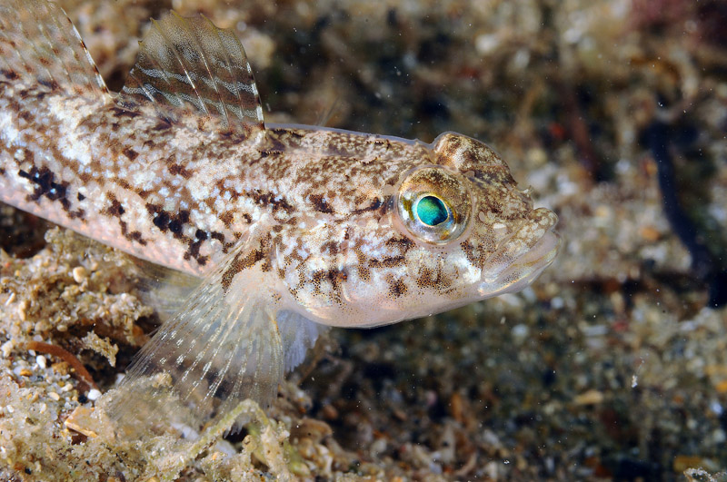 G. paganellus, G. incognitus, G. niger